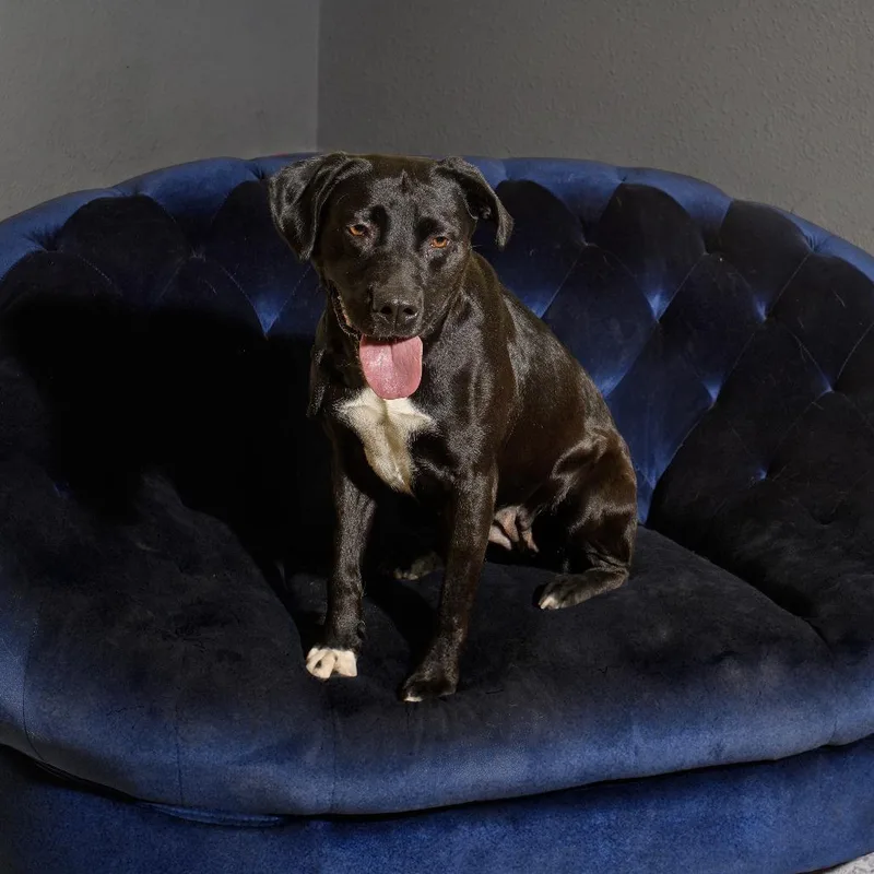 An adult medium-sized female Black Pit Bull Terrier dog named Hurley for adoption in Weatherford, TX