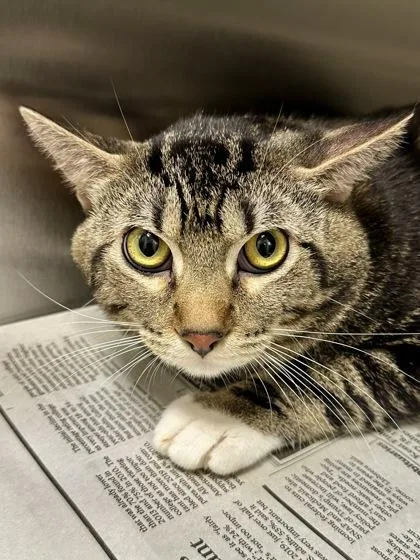 A young medium-sized male Black Domestic Short Hair cat named Marco for adoption in Wichita, KS