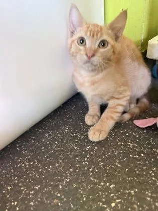 A baby small-sized male Domestic Short Hair cat named Wyatt for adoption in New Orleans, LA