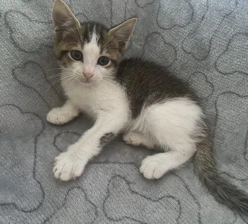 A baby small-sized male Brown / Chocolate Domestic Short Hair cat named Conrad for adoption in Tampa, FL
