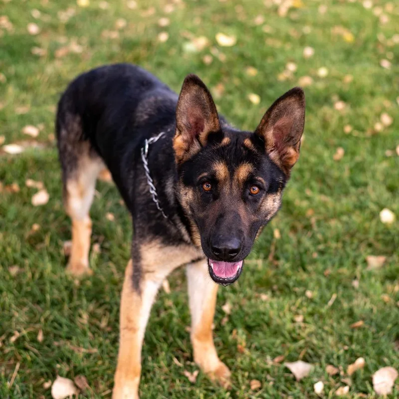 Gunnison Luna
