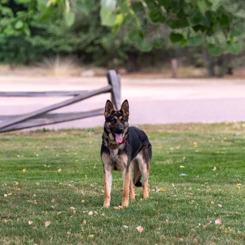 Gunnison Luna thumbnail 2