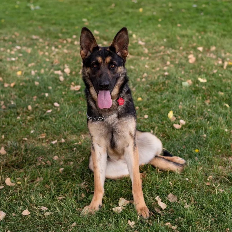 Gunnison Luna thumbnail 3