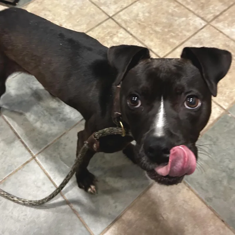 A young medium-sized female Black Mixed Breed dog named Strawberry Dreams for adoption in Chattanooga, TN