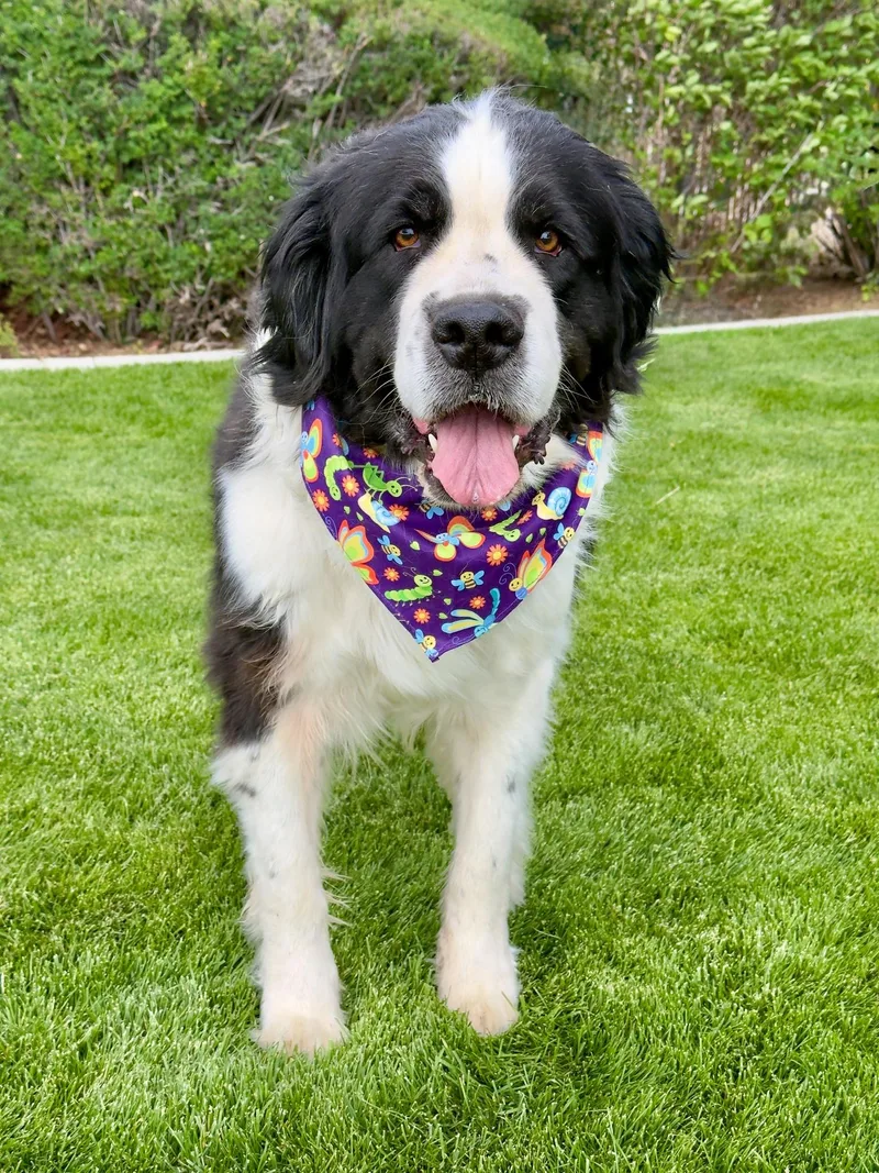 A senior extra large-sized female Black Newfoundland Dog dog named Dolly for adoption in Gardnerville, NV