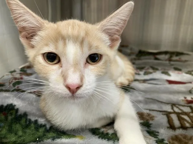A baby small-sized male Domestic Short Hair cat named Mr. Squidward for adoption in Tustin, CA