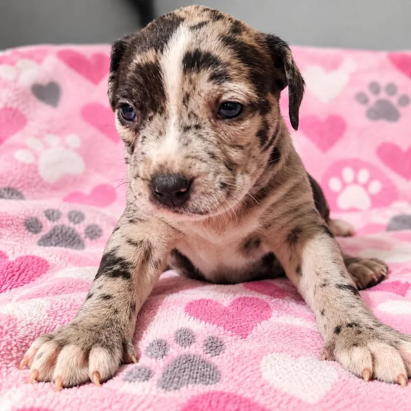 A baby small-sized female American Bulldog dog named Queen for adoption in Cartersville, GA
