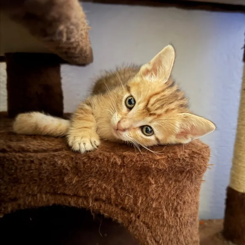 A baby small-sized male Domestic Short Hair cat named Abu for adoption in Tustin, CA