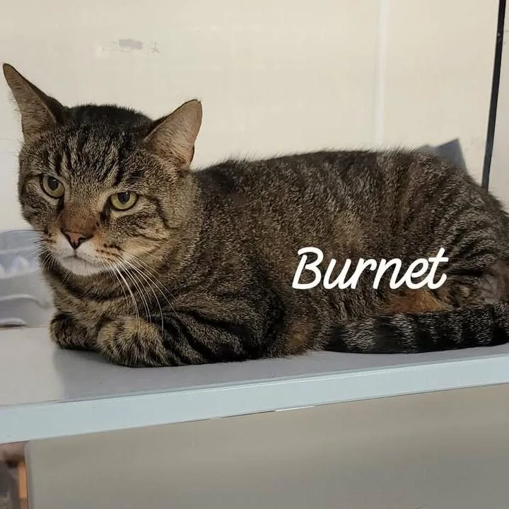 Burnet thumbnail 2
