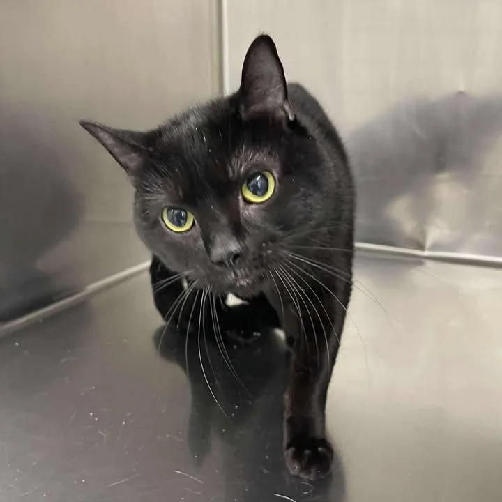 An adult medium-sized male Black Domestic Short Hair cat named Sokka for adoption in Winthrop, ME