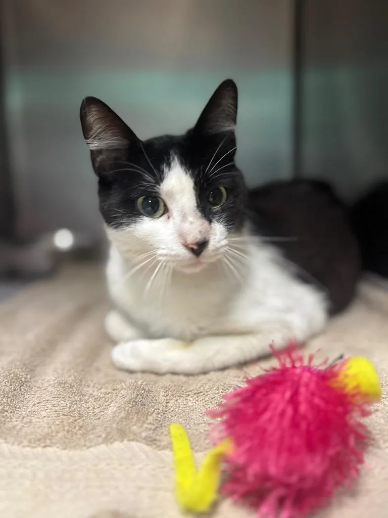 A young medium-sized male Domestic Short Hair cat named Klip for adoption in Belton, TX