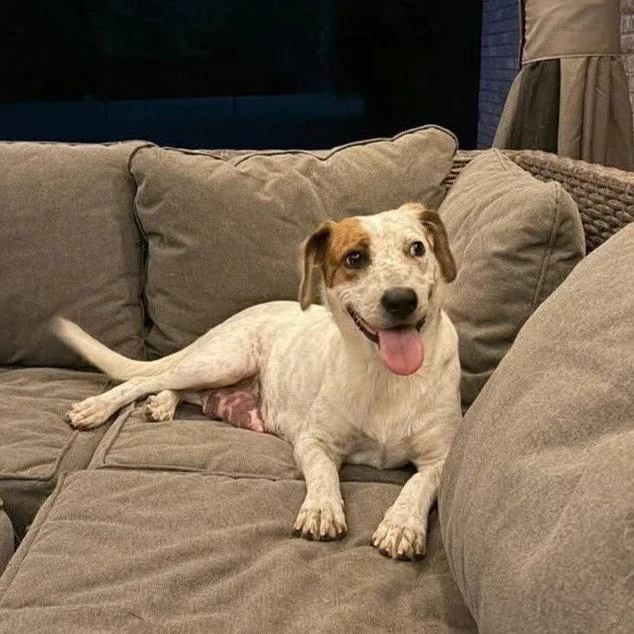 A young medium-sized female Australian Cattle Dog / Blue Heeler dog named Mellie for adoption in Whitehall, PA