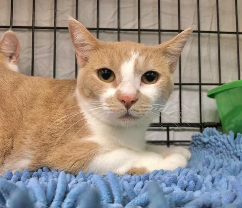 A young medium-sized female American Shorthair cat named Julie for adoption in Vacaville, CA