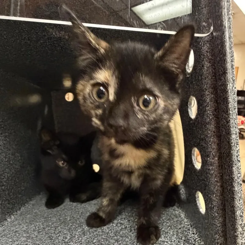 A baby small-sized female Tortoiseshell Domestic Short Hair cat named Stacey for adoption in Birmingham, AL