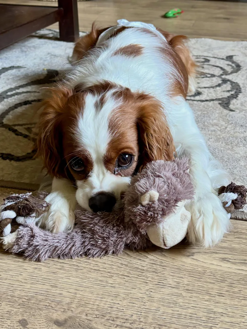 An adult medium-sized male Cavalier King Charles Spaniel dog named Lovable Finn for adoption in Fort Wayne, IN