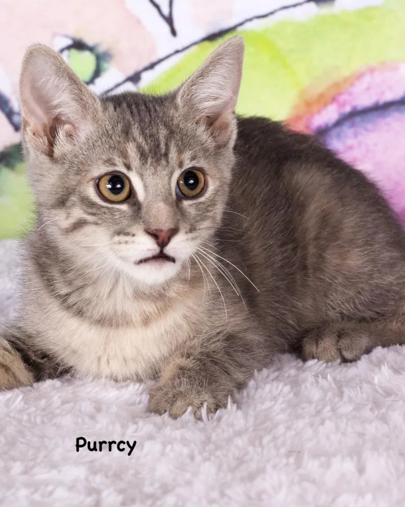 A baby small-sized female Domestic Short Hair cat named Purrcy for adoption in Gilbert, AZ