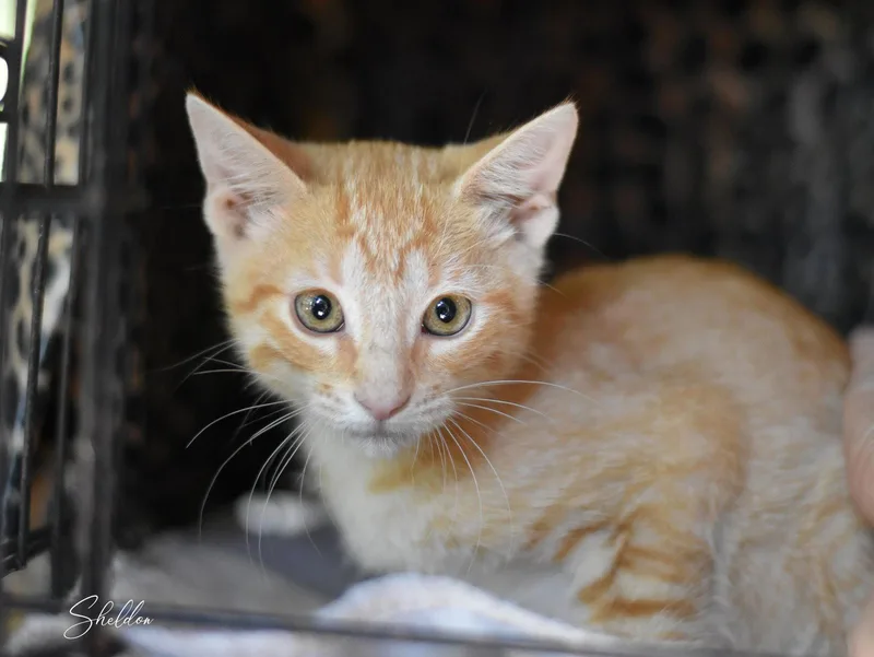 A baby medium-sized male Oriental Tabby cat named Sheldon for adoption in Montgomery, TX