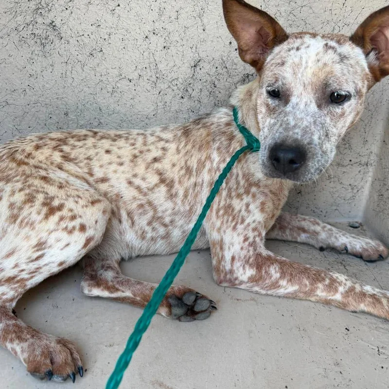 A young medium-sized female White / Cream Cattle Dog dog named River for adoption in Bastrop, TX