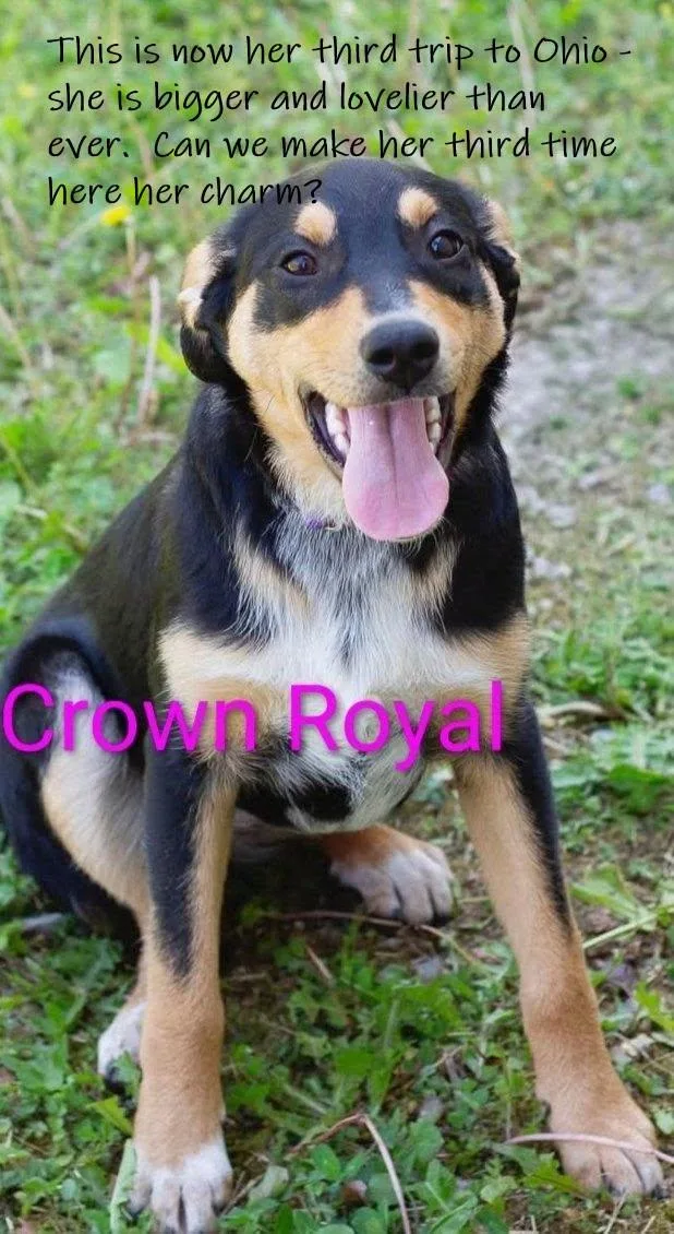 Crown Royal  arriving