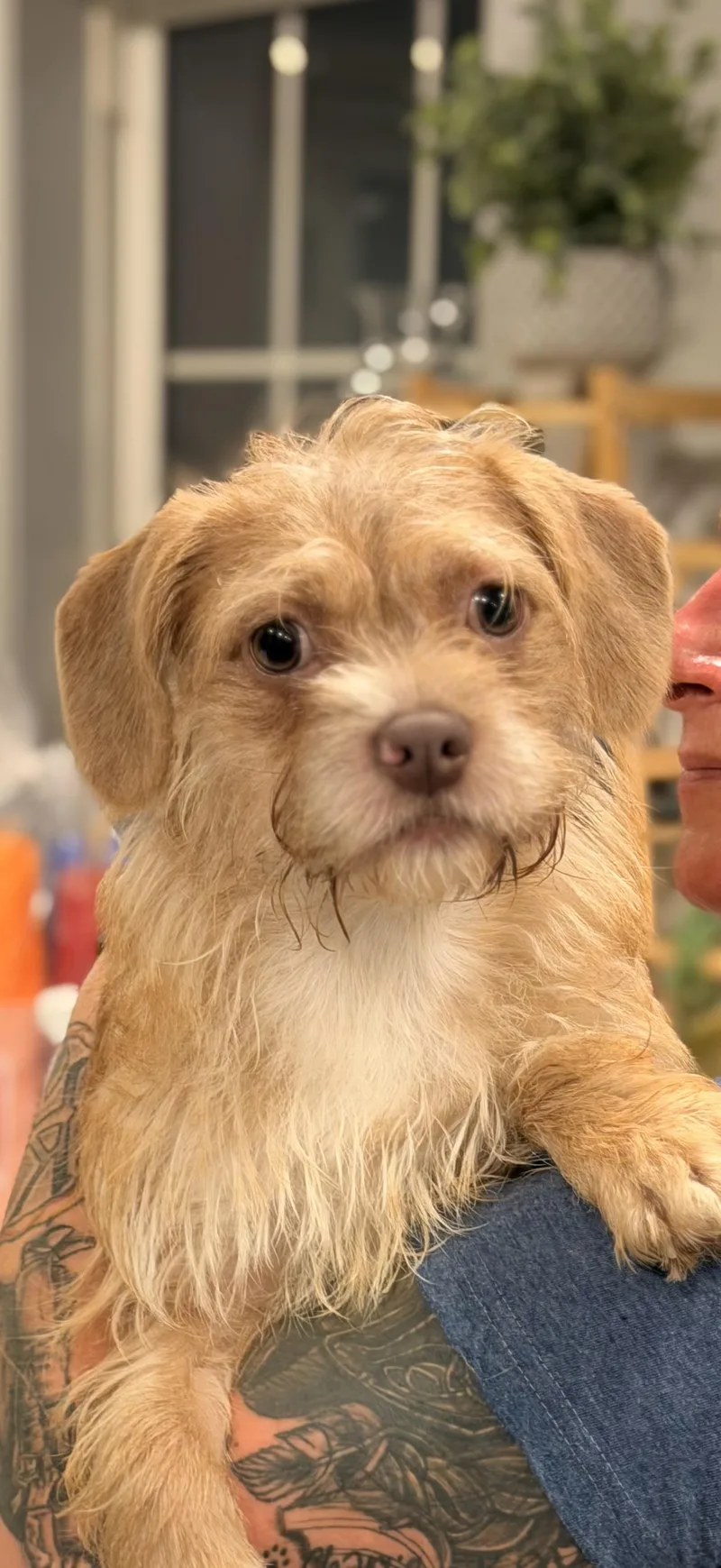 A young small-sized female Terrier dog named Sparkle for adoption in Carmel, NY