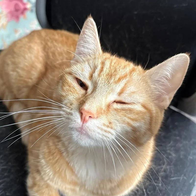Orange Female Owner Giving