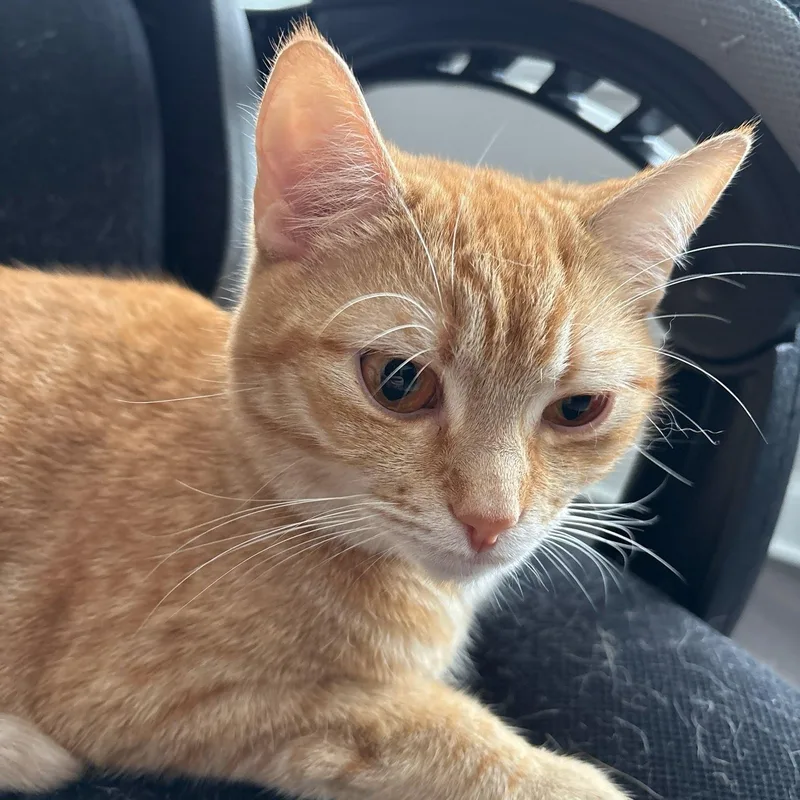 Orange Female Owner Giving thumbnail 2