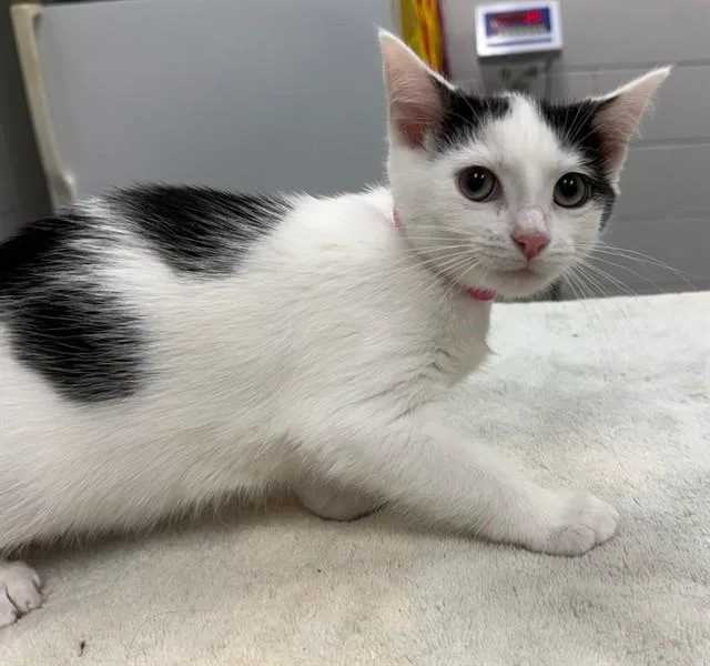 A baby small-sized female Domestic Short Hair cat named Marshmellow for adoption in Peoria, IL
