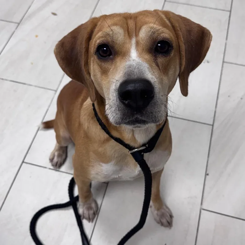 An adult medium-sized male Yellow / Tan / Blond / Fawn Beagle dog named Deacon for adoption in Lufkin, TX