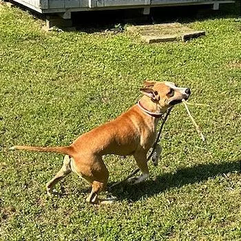 An adult medium-sized female Brown / Chocolate Mixed Breed dog named Apple Brownie for adoption in Memphis, TN