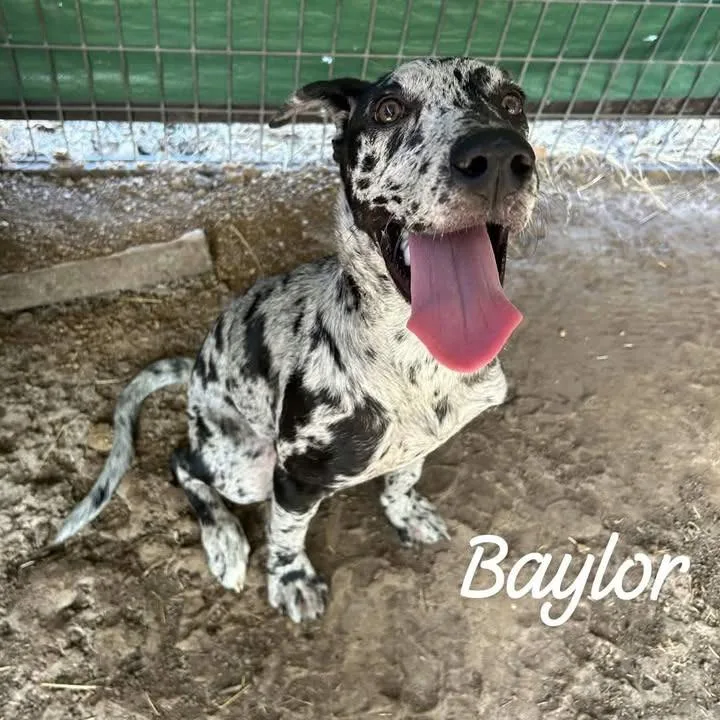 A young small-sized female Catahoula Leopard Dog dog named Baylor for adoption in Buchanan Dam, TX