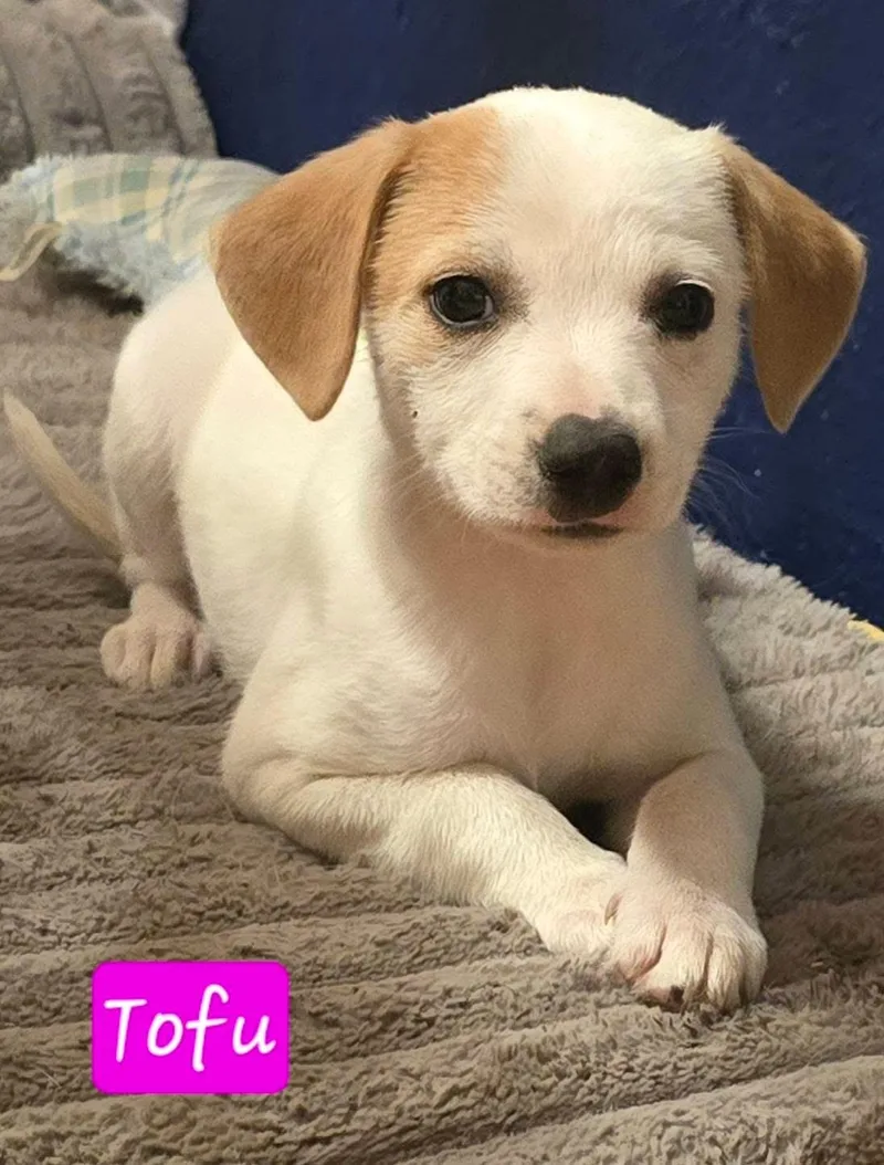 Tofu