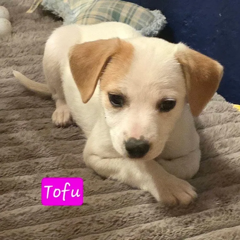 Tofu thumbnail 4