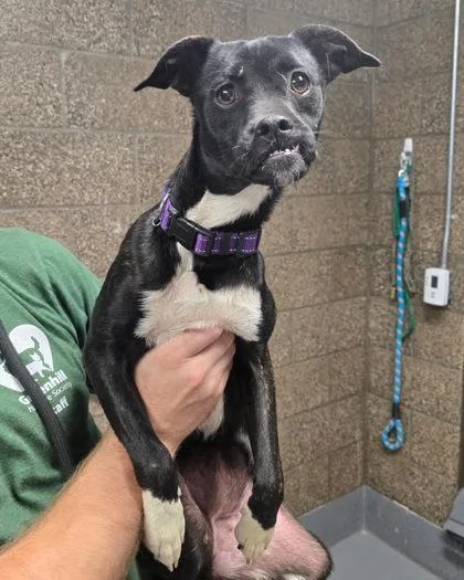 A young small-sized female Mixed Breed dog named Oyster for adoption in Eugene, OR