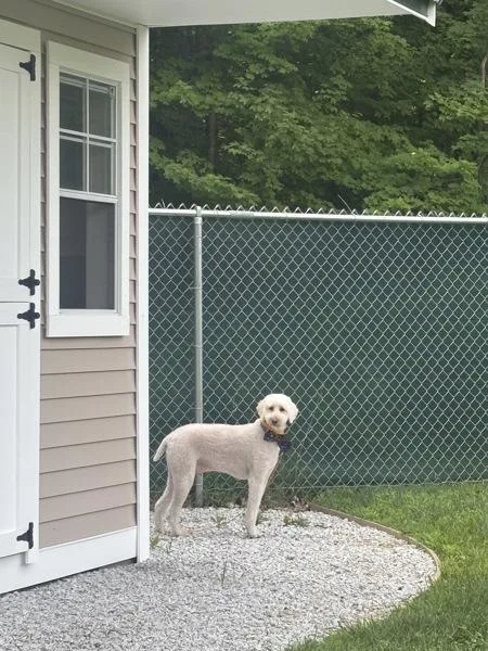An adult medium-sized male Standard Poodle dog named Reggae for adoption in Stratham, NH