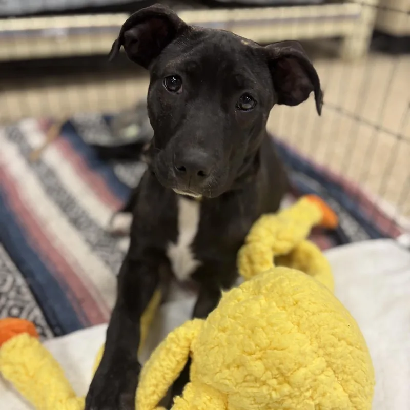 A young medium-sized female Brindle Terrier dog named Poppy for adoption in Rochester, MN