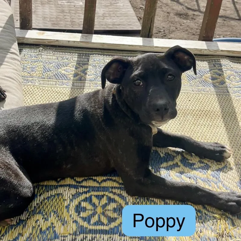 Poppy thumbnail 3
