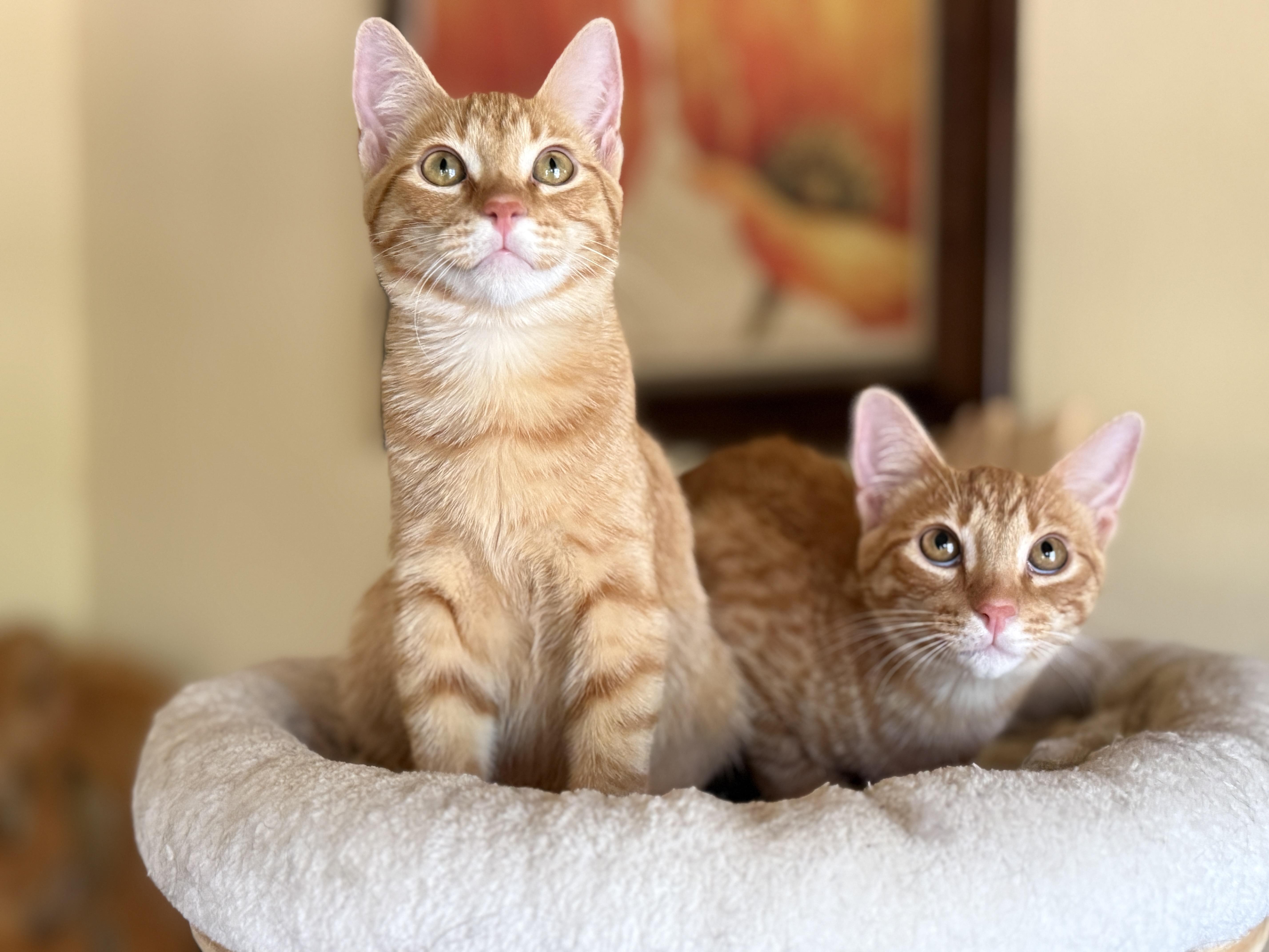 A baby medium-sized female Orange / Red Tabby cat named Melon for adoption in Keller, TX