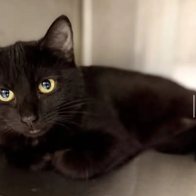 A young small-sized female Black Domestic Short Hair cat named Lyja for adoption in Fairfax Station, VA