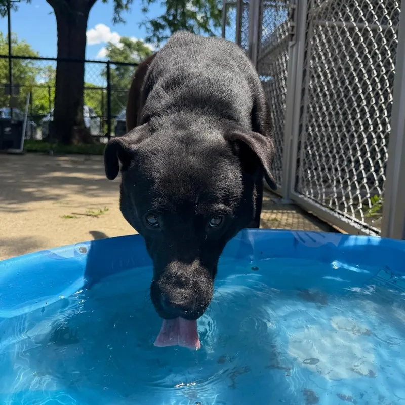 An adult large-sized male Black Labrador Retriever dog named Ace for adoption in Naperville, IL