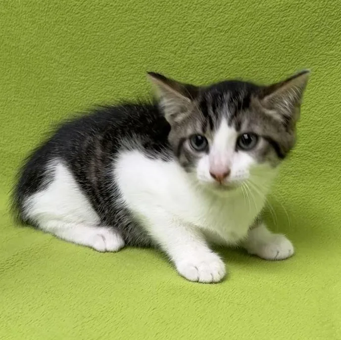 A baby medium-sized male Tabby (Brown / Chocolate) Domestic Short Hair cat named Jellyfish for adoption in Valdosta, GA