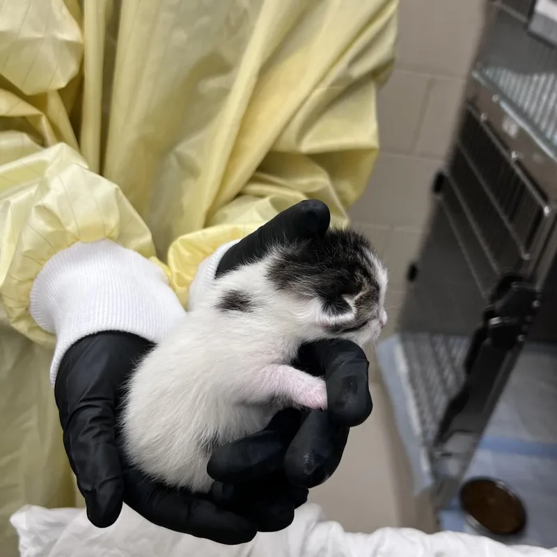 A baby small-sized female Black Domestic Short Hair cat named Ally for adoption in Winston-Salem, NC
