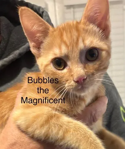 Bubbles The Magnificent