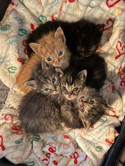 Bubbles The Magnificent thumbnail 2