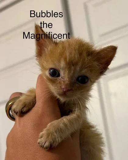 Bubbles The Magnificent thumbnail 3