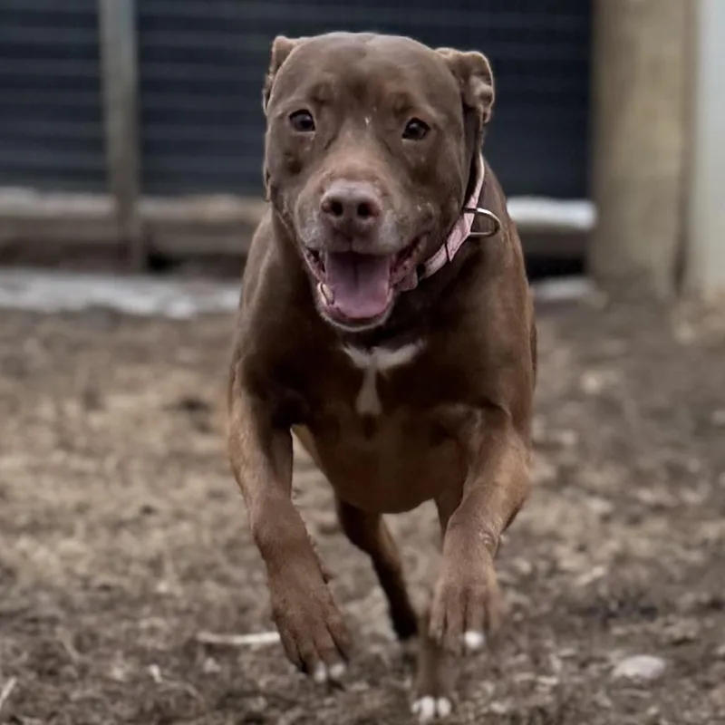 An adult large-sized female Brown / Chocolate Pit Bull Terrier dog named Blossom for adoption in Wadena, MN