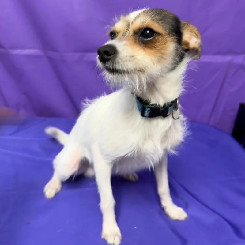 An adult small-sized male White / Cream Chihuahua dog named Crypto for adoption in North Myrtle Beach, SC