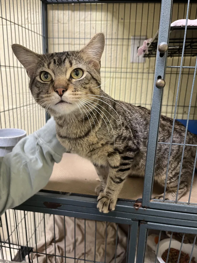 An adult medium-sized male Domestic Short Hair cat named Pit for adoption in Trenton, NJ