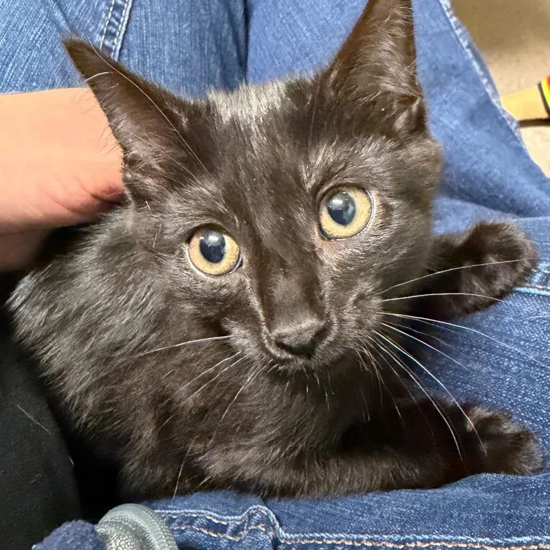 A baby small-sized female Black Domestic Short Hair cat named Margaret for adoption in Middlebury, VT