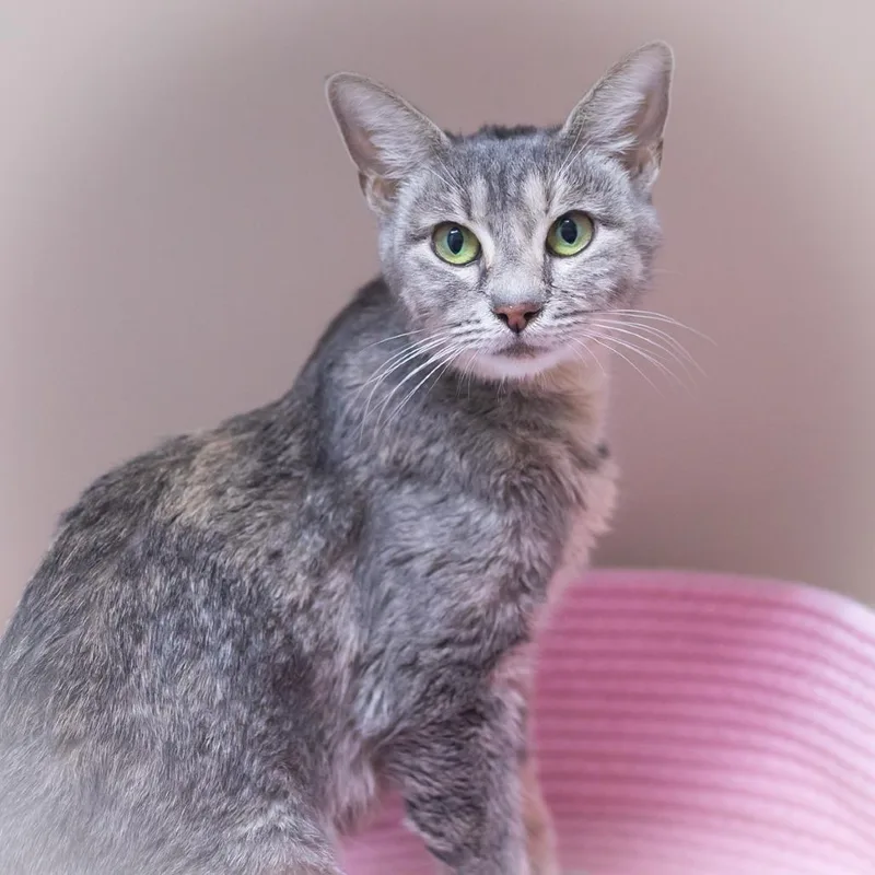 An adult medium-sized female Gray / Blue / Silver Domestic Short Hair cat named Alessandra Momma for adoption in Ponte Vedra, FL