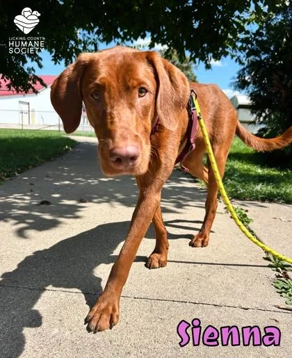 An adult large-sized female Vizsla dog named Sienna for adoption in Heath, OH